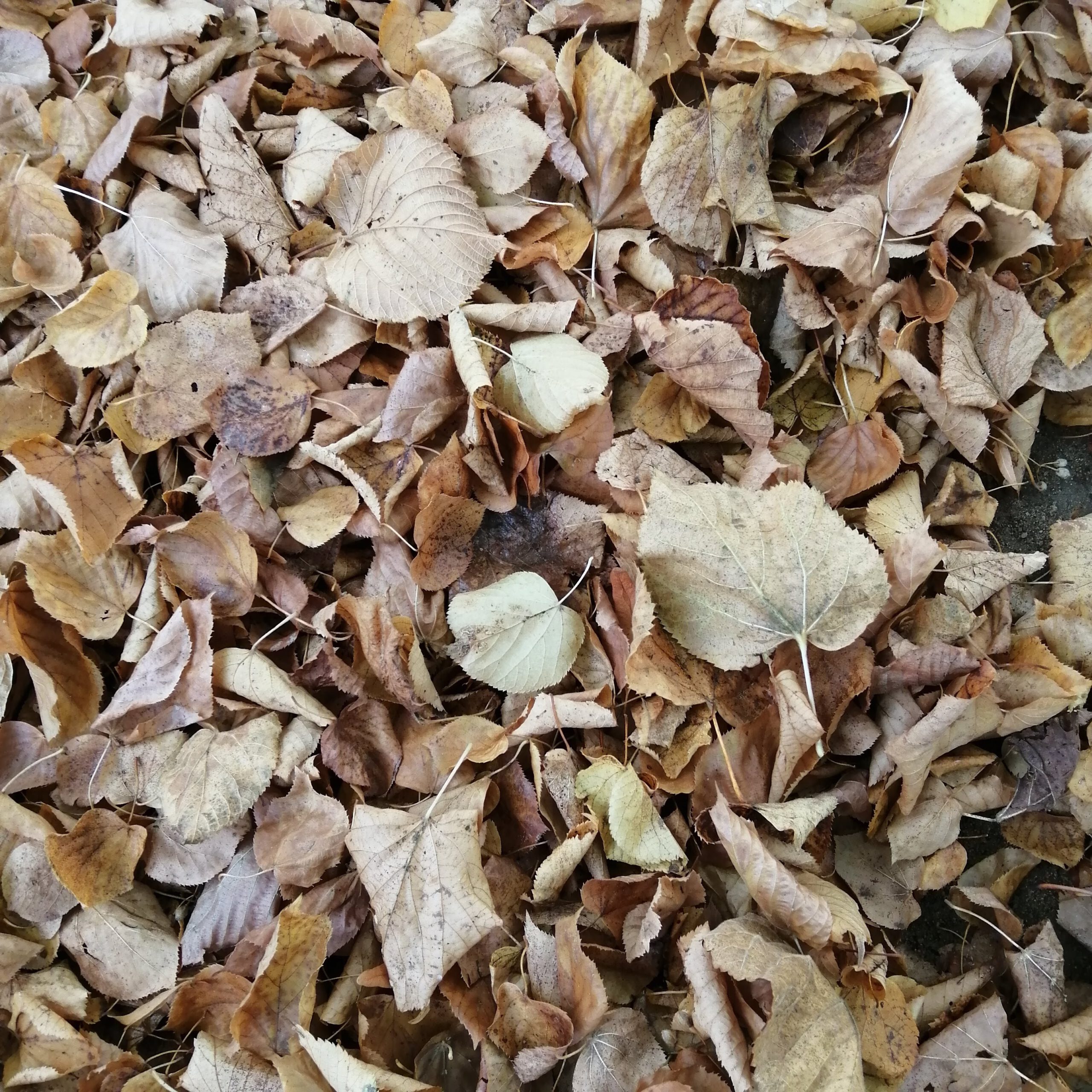 Gesucht: Holzschnitzel, Laub und kleine Gartenabfälle zum kompostieren